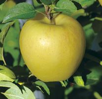 はるかの商品画像