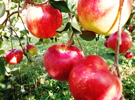 houmeiの商品画像