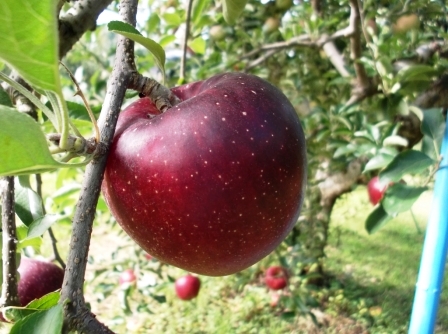 akibaeの商品画像